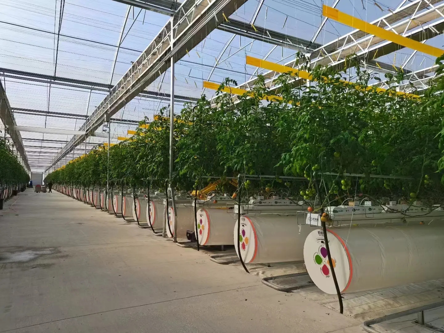 Panoramic view of a modern tomato greenhouse, showcasing advanced climate control and high-yield cultivation.